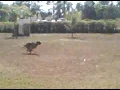 Sido-run away bite.3GP