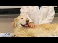 Pet Massage Exercise Techniques