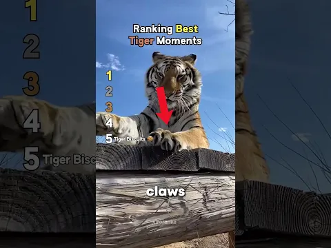 ranking the funniest tiger moments! (@xiroranks)
