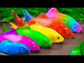 Download Lagu Menangkap Ikan Glofish, Ikan Mas Koki, Ikan lele | Memasak Primitif - Stop Motion ASMR