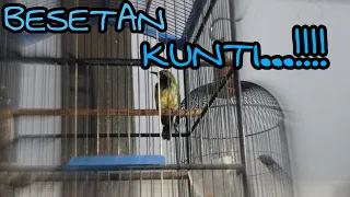 cucak cungkok besetan full kunti dosen gahar 