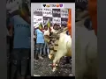 Download Lagu Mashallah Bhopal goat farm #allindiagoatfarm