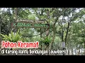 Download Lagu Pohon Keramat di Karang Hantu Bendungan Leuwikeris 