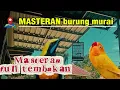 Lagu 🔴MASTERAN MURAI PALING DICARI JURI