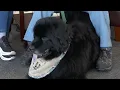 Leigh s Lost Found What to know about the dog breed Newfoundlands