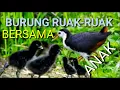 Download Lagu suara burung ruak ruak memanggil anak