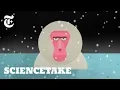The Story Behind Japan s Bathing Monkeys ScienceTake