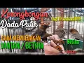 Download Lagu KERONGKONGAN DADA PUTIH - SKP || Cara Membedakan Jantan/Betina Secara Detail, Akuraaat!!!! 100%.