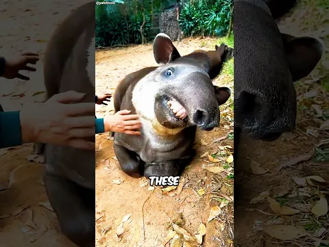 Animals That Only Exist Because Somebody Refused To Give Up 😱