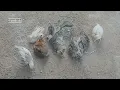 WATCH ME GROW| Turkey development from day 1 to 8 months.