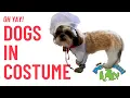 PetVet Animal Hospital Tricks for Treats