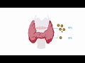 Understanding thryroid hormone production