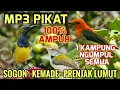 Download Lagu Suara pikat Sogon terancam memanggil, Kemade nyrecet, Prenjak lumut sangat ampuh
