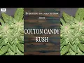Cotton Candy Kush Best Buds Strain Spotlight