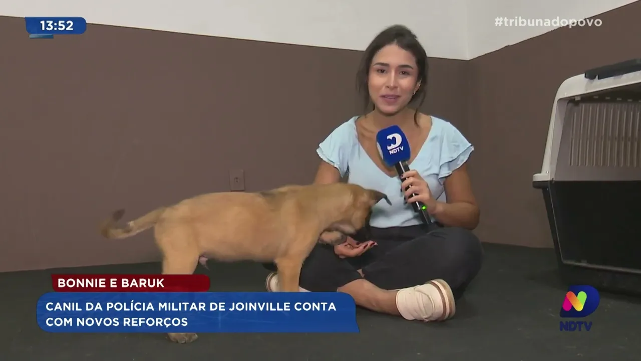 Novos reforços no canil da Polícia Militar de Joinville: conheça Bonnie e Baruk