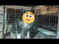 Indoor cat cage PAD