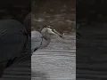 Download Lagu Great blue heron catches a fish 🐟 a violent strike in a heavy rain storm ⛈️!! #wildlifeshorts