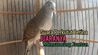 Perkutut Betina memanggil jantan 100% ampuh Bikin BIRAHI perkutut lokal gacor jantan dengan SEKETIKA