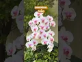 Download Lagu Anggrek Beautiful #orchidcare #orchid #shortvideo #shorts #short #subscribe #shortsvideo