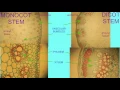 MONOCOT DICOT STEMS COMPARED