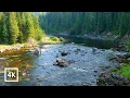 4K The Hidden River Peaceful Morning on Idaho s Wild Lochsa River White Noise Nature Sounds