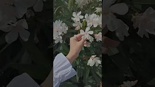 اغنيه تركيه اه انظر لقد وقعت في النار  اغنيه تركيه اه انظر لقد وقعت في النار