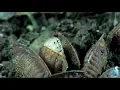 Life Cycle of Cockroach Pest Control