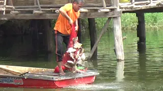 หว่านแหเอ็นหาปลา หว่านแหได้ปลาใหญ่ ปลานิลรวมฝูงเพียบ