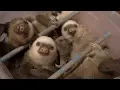 Sloth Sanctuary a refuge for sloths in Costa Rica