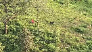 What Is That Black Creature? 😳 Caught on Camera! 