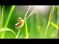 Download Lagu ● KICAU BURUNG SALOME (Golden Headed Cisticola) ATAU CICI PADI MERAH DI ALAM