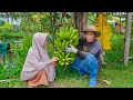 Memetik Pisang Ambon Jumbo | Bikin Es Pisang Ijo, Pindang Patin Kemangi, Tumis Sawi Putih