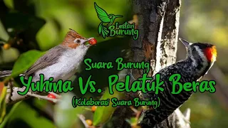 kolaborasi burung yuhina kalimantan vs pelatuk beras masteran istimewa