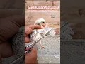 Download Lagu Cutting Wings of Chick #aseel #chicken #treatment