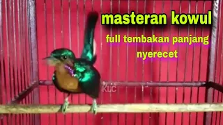 suara masteran burung kolibri wulung kowul gacor full tembakan nyerecet panjang
