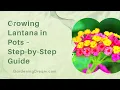 Growing Lantana in Pots - Step-by-Step Guide