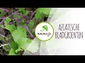 Download Lagu Nateelt met Aziatische bladgroente | mizuna en sherlihong