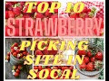 Top 10 Strawberry Picking Site in Southern California