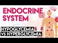 Hypoglycemia vs Hyperglycemia Endocrine System Part 3