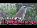 Lagu Trucukan muda belajar bunyi PALING AMPUH \u0026 TOP pancingan trucuk ombyokan
