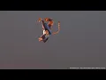 Tiger Animation Test