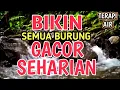Download Lagu AUTO GACOR‼️ Suara Gemericik Air Bikin Semua Burung Nyaman \u0026 Rajin Bunyi - Terapi Air 1 Jam
