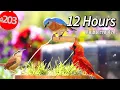 Best of Relaxing TV for Cats 12 Hours of Uninterrupted Birds Cat TV