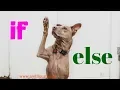 if else statement in c programming else-if ladder Let Us C Part-9