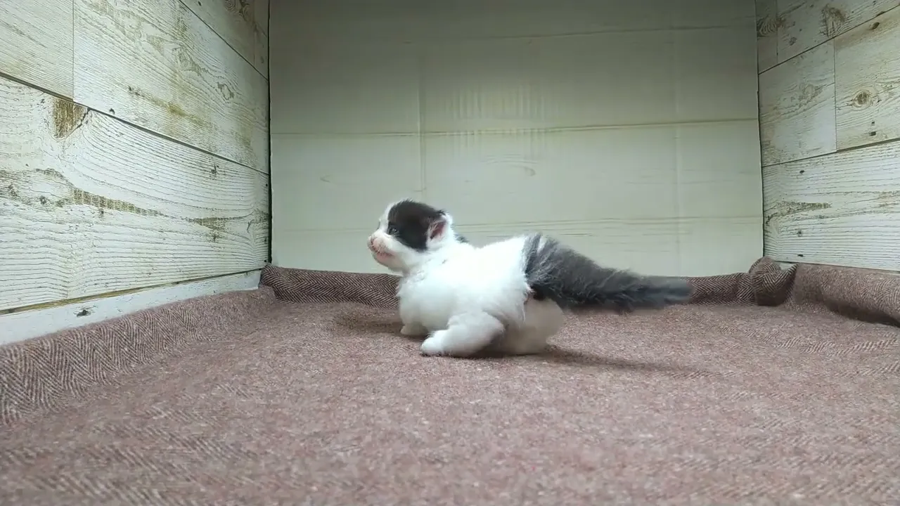 動画