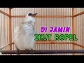 Download Lagu TRUCUKA ROPEL PANJANG BIKIN TRUCUKAN BAHAN CEPAT NYAUT ROPEL