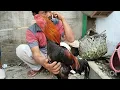 Lagu BULU AYAM BANGKOK SALAH SATU PILIHAN DI PASAR SUMPIUH BANYUMAS
