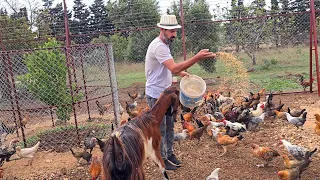 سبحان الله العنز هاي ما يحلا بعينها الا اكل الدجاج  