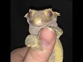 Preripped - Interdimensional Reptiles