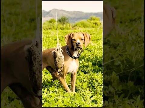 Imported Pointer Puppies | Future Hunting Champions! @ExplorePotohar